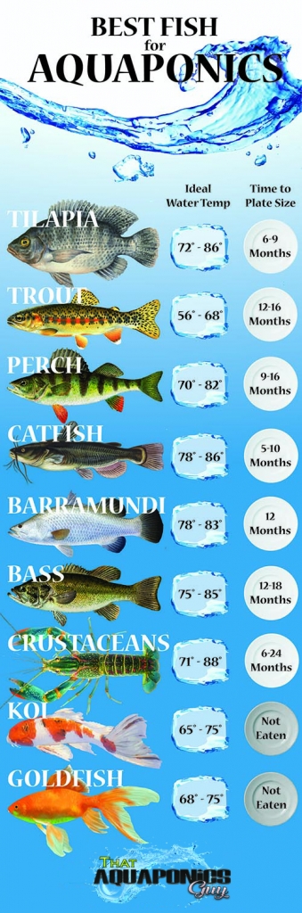 best fish for small aquaponics fish tank