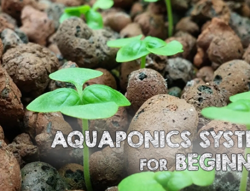 Aquaponics Systems for Beginners