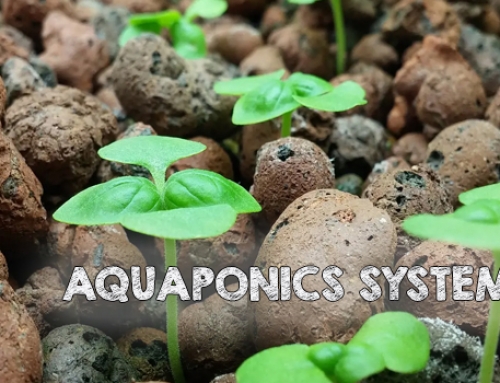 Aquaponics System Facts