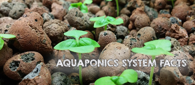 Aquaponics Calcium Carbonate For Plants 