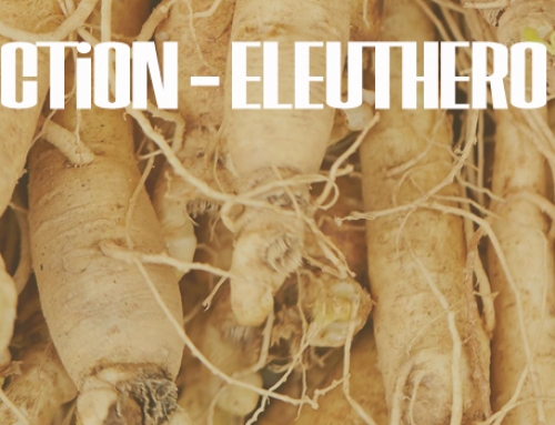Decoction – Busy Bee Eleuthero Root