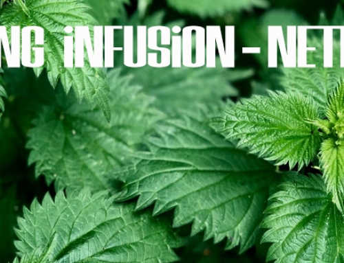 Long Infusions – Nettle Leaves