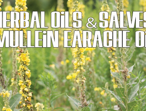Herbal Oil and Salves – Mullein Earache Oil