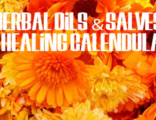 Herbal Oils and Salves – All Healing Calendula
