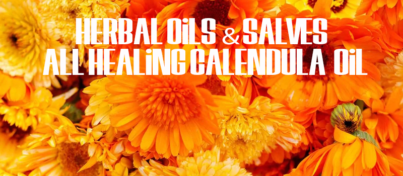 Herbal Oils and Salves – All Healing Calendula - ThatAquaponicsGuy