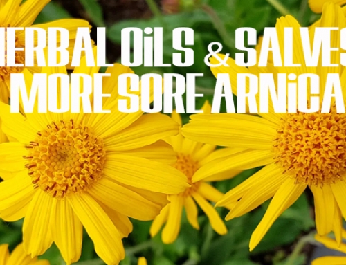 Herbal Oils and Salves – No More Sore Arnica Oil