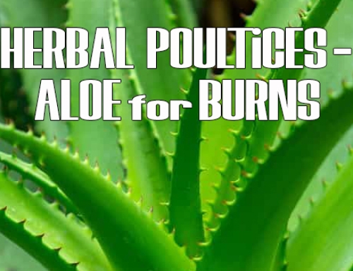 Herbal Poultices – Yarrow and Aloe for Burns