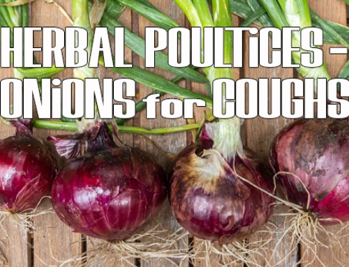 Herbal Poultices – Onions for Chest Congestion and Coughs