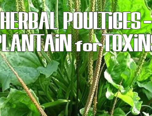 Herbal Poultice – Plantain Leaves for Toxins Poisons or Infections